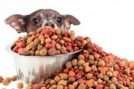 Le B.A.R.F. pour chiens & chats Le B.A.R.F. pour chiens & chats