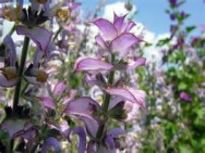 Les huiles essentielles de la femme Les huiles essentielles de la femme