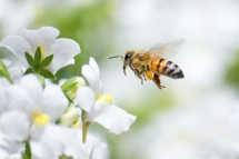 reference-bien-etre, article apitherapie,abeilles, Catherine Gay naturopathe reference-bien-etre, article apitherapie,abeilles, Catherine Gay naturopathe