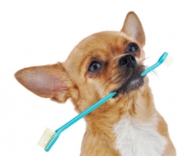 Comment bien nettoyer les dents de son chien Comment bien nettoyer les dents de son chien