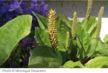 Le plantain, une « mauvaise herbe » qui vous veut du bien ! Le plantain, une « mauvaise herbe » qui vous veut du bien !