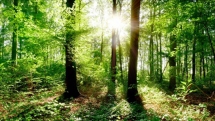 Se ressourcer en forêt, ça vous branche ? Se ressourcer en forêt, ça vous branche ?