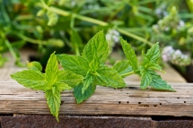 Vive la menthe, dans (presque) tous ses états ! Vive la menthe, dans (presque) tous ses états !