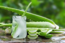 8 astuces autour de l’aloès 8 astuces autour de l’aloès
