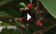 Un élixir pour rajeunir les traditions culinaires d'Okinawa Un élixir pour rajeunir les traditions culinaires d'Okinawa