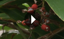 Un élixir pour rajeunir les traditions culinaires d'Okinawa